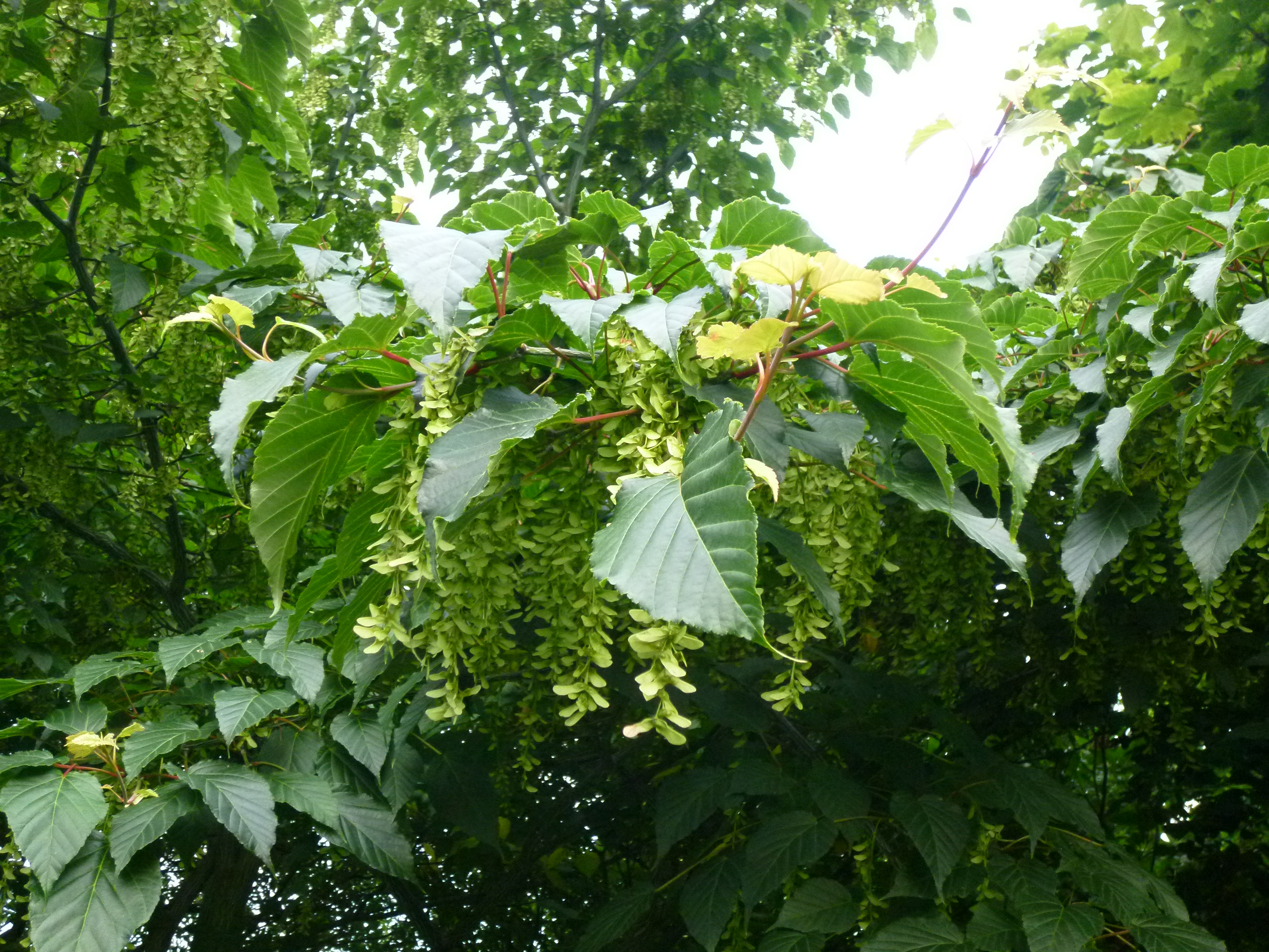 Acer davidii BD source